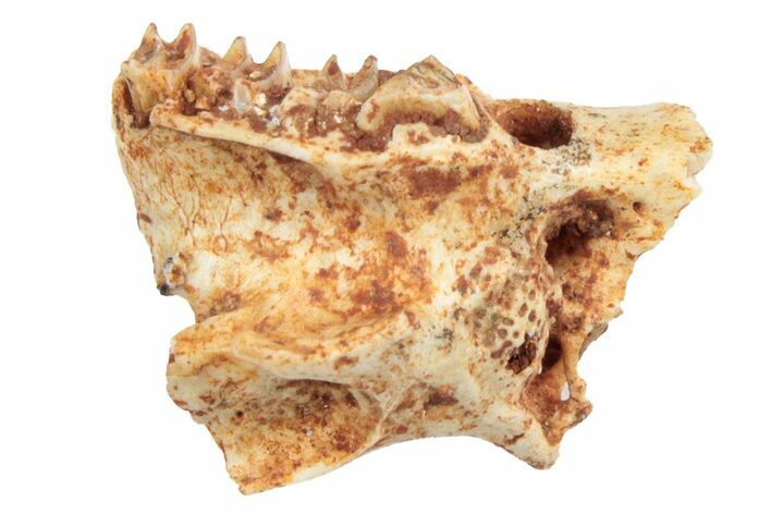 41 Miocene Fossil Pika Prolagus Maxilla Section France 248686